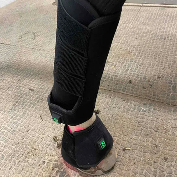 Red Light Therapy Horses Legs Red Light Therapy Horses Legs