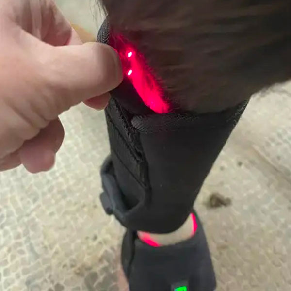 Red Light for Horses Legs Red Light for Horses Legs